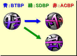 進化図：タメ攻撃系