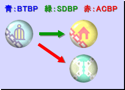 進化図：ワイヤー系